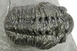 Phacopid (Adrisiops) Trilobite - Jbel Oudriss, Morocco #222412-1